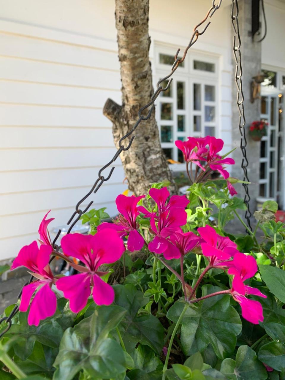 De Daisy Villa Homestay Da Lat Exterior photo